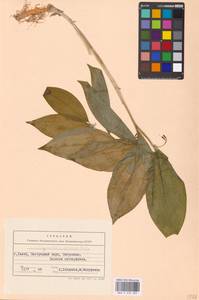 Polygonatum latifolium (Jacq.) Desf., Eastern Europe, West Ukrainian region (E13) (Ukraine)