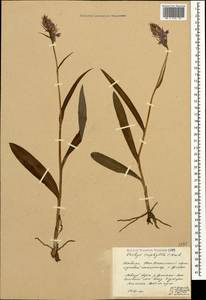 Dactylorhiza urvilleana (Steud.) H.Baumann & Künkele, Caucasus, South Ossetia (K4b) (South Ossetia)