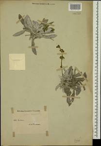 Salvia canescens C.A.Mey., Caucasus (no precise locality) (K0)