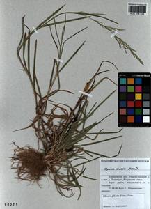 Glyceria notata Chevall., Siberia, Altai & Sayany Mountains (S2) (Russia)