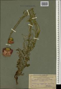Carduus adpressus C. A. Mey., Caucasus, Azerbaijan (K6) (Azerbaijan)