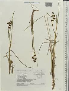 Scheuchzeria palustris L., Eastern Europe, Central region (E4) (Russia)