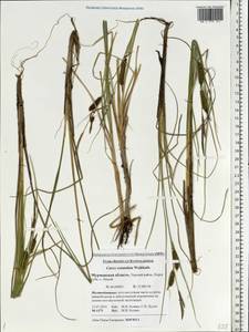 Carex rotundata Wahlenb., Eastern Europe, Northern region (E1) (Russia)