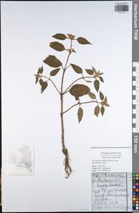 Galeopsis speciosa Mill., Eastern Europe, Central region (E4) (Russia)