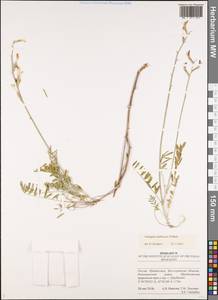 Astragalus pallescens Bieb., Eastern Europe, Lower Volga region (E9) (Russia)