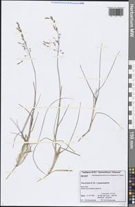 Poa arctica R.Br., Siberia, Central Siberia (S3) (Russia)