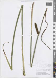 Acorus calamus L., Siberia, Baikal & Transbaikal region (S4) (Russia)