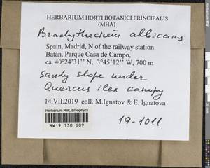 Brachythecium albicans (Hedw.) Schimp., Bryophytes, Bryophytes - Western Europe (BEu) (Spain)