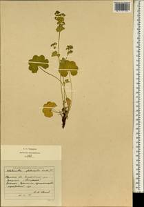 Alchemilla glabricaulis H. Lindb., Eastern Europe, Eastern region (E10) (Russia)