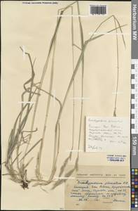 Brachypodium pinnatum (L.) P.Beauv., Western Europe (EUR) (Bulgaria)