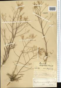Lepidium songaricum Schrenk, Middle Asia, Muyunkumy, Balkhash & Betpak-Dala (M9) (Kazakhstan)