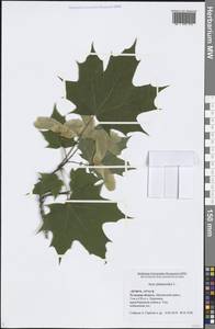 Acer platanoides L., Eastern Europe, Central region (E4) (Russia)