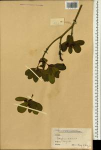 Pittosporum tobira (Murray) Aiton fil., South Asia, South Asia (Asia outside ex-Soviet states and Mongolia) (ASIA) (China)