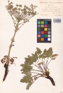 Aulacospermum multifidum (Sm.) Woronow, Eastern Europe, Eastern region (E10) (Russia)