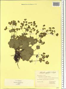 Alchemilla conglobata H. Lindb., Eastern Europe, Middle Volga region (E8) (Russia)