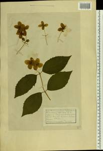 Philadelphus coronarius L., Eastern Europe, Middle Volga region (E8) (Russia)