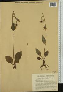 Hieracium rotundatum subsp. lancifolium (Vuk.), Western Europe (EUR) (Croatia)