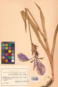 Iris laevigata Fisch., Siberia, Russian Far East (S6) (Russia)