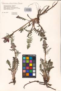 MHA 0 162 147, Pedicularis dasystachys Schrenk, Eastern Europe, Lower Volga region (E9) (Russia)
