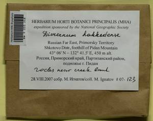 Dicranum viride var. hakkodense (Cardot) Takaki, Bryophytes, Bryophytes - Russian Far East (excl. Chukotka & Kamchatka) (B20) (Russia)