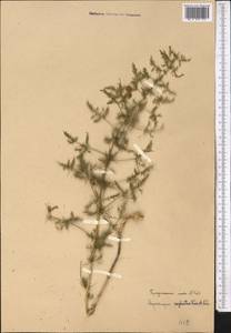 Asparagus neglectus Kar. & Kir., Middle Asia, Western Tian Shan & Karatau (M3) (Uzbekistan)