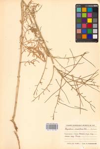 Sisymbrium altissimum L., Eastern Europe, North Ukrainian region (E11) (Ukraine)