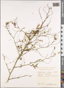 Melilotus albus Medik., Caucasus, Georgia (K4) (Georgia)