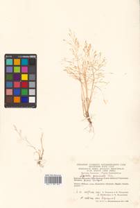 Agrostis hyemalis (Walter) Britton, Sterns & Poggenb., Siberia, Chukotka & Kamchatka (S7) (Russia)