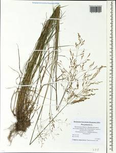 Poa palustris L., Eastern Europe, Moscow region (E4a) (Russia)