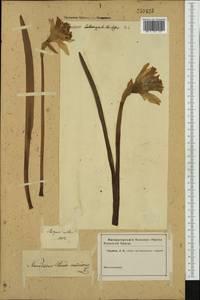 Narcissus pseudonarcissus L., Western Europe (EUR) (Not classified)