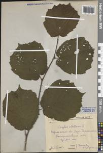Corylus avellana L., Eastern Europe, Central forest-and-steppe region (E6) (Russia)
