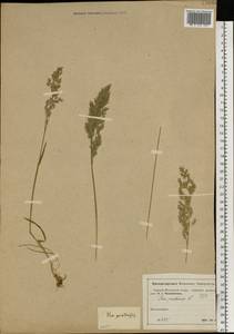 Poa pratensis L., Eastern Europe, Moscow region (E4a) (Russia)