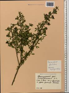 Chrysojasminum fruticans (L.) Banfi, Caucasus, Black Sea Shore (from Novorossiysk to Adler) (K3) (Russia)