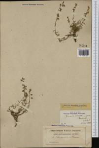 Fumana thymifolia, Western Europe (EUR) (France)