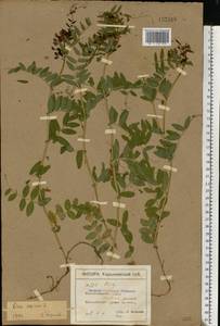 Vicia sepium L., Eastern Europe, North Ukrainian region (E11) (Ukraine)