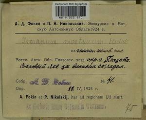 Orthodicranum montanum (Hedw.) Loeske, Bryophytes, Bryophytes - Permsky Krai, Udmurt Republic, Sverdlovsk & Kirov Oblasts (B8) (Russia)