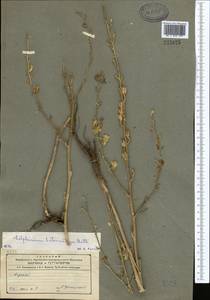 Delphinium biternatum Huth, Middle Asia, Northern & Central Tian Shan (M4) (Kazakhstan)
