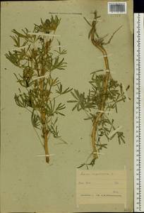 Lupinus angustifolius L., Eastern Europe, Belarus (E3a) (Belarus)