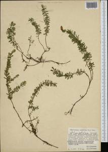 Phyllodoce caerulea (L.) Bab., Siberia, Russian Far East (S6) (Russia)