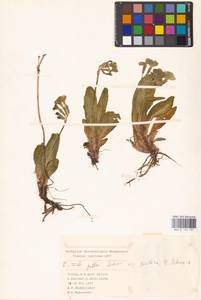 Primula elatior subsp. pallasii (Lehm.) W. W. Sm. & Forrest, South Asia, South Asia (Asia outside ex-Soviet states and Mongolia) (ASIA) (Turkey)