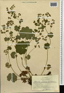 Alchemilla ventiana V. N. Tikhom., Eastern Europe, Middle Volga region (E8) (Russia)