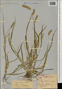 Setaria pumila (Poir.) Roem. & Schult., Caucasus, Black Sea Shore (from Novorossiysk to Adler) (K3) (Russia)