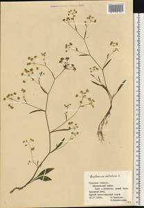 Bupleurum falcatum L., Eastern Europe, Central region (E4) (Russia)