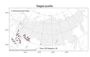 Gagea pusilla (F.W.Schmidt) Sweet, Atlas of the Russian Flora (FLORUS) (Russia)