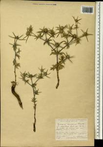 Eryngium caucasicum Trautv., South Asia, South Asia (Asia outside ex-Soviet states and Mongolia) (ASIA) (Turkey)