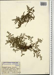 Herniaria incana Lam., Caucasus, Stavropol Krai, Karachay-Cherkessia & Kabardino-Balkaria (K1b) (Russia)