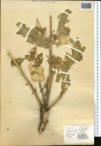 Megacarpaea orbiculata B. Fedtsch., Middle Asia, Western Tian Shan & Karatau (M3) (Uzbekistan)