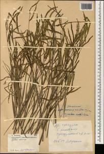 Paspalum thunbergii Kunth, South Asia, South Asia (Asia outside ex-Soviet states and Mongolia) (ASIA) (China)