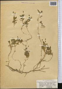 Cerastium lithospermifolium Fisch., Middle Asia, Dzungarian Alatau & Tarbagatai (M5) (Kazakhstan)
