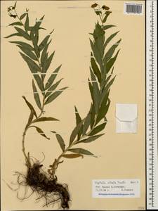 Digitalis ciliata Trautv., Caucasus, Stavropol Krai, Karachay-Cherkessia & Kabardino-Balkaria (K1b) (Russia)